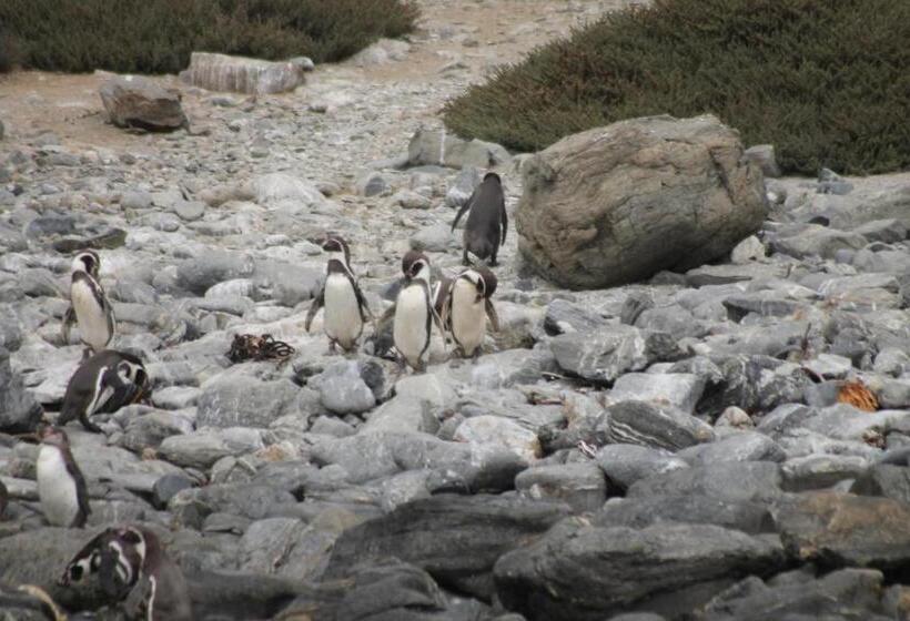 ペンション Cabaña Albergo Punta De Choros