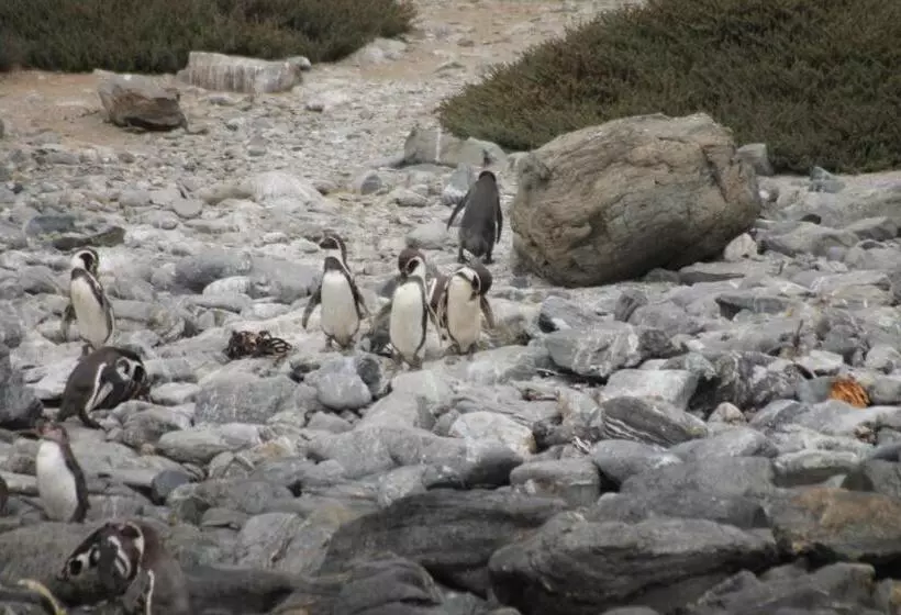 Majatalo Cabaña Albergo Punta De Choros