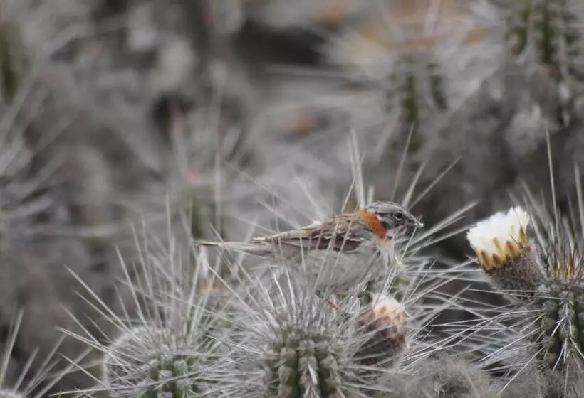 Majatalo Cabaña Albergo Punta De Choros