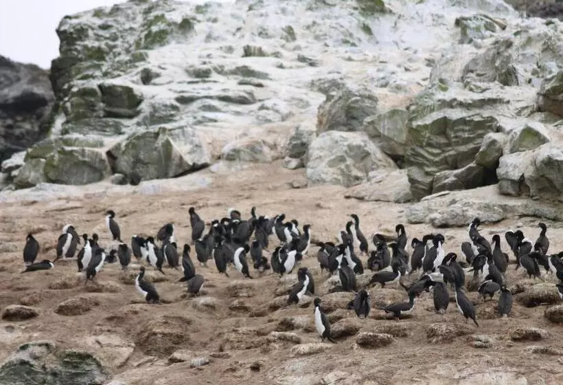 Majatalo Cabaña Albergo Punta De Choros