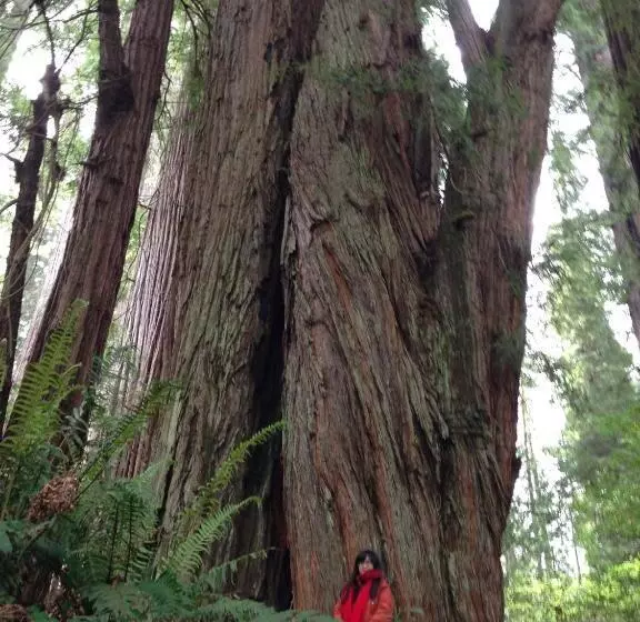 ホテル Redwood Inn