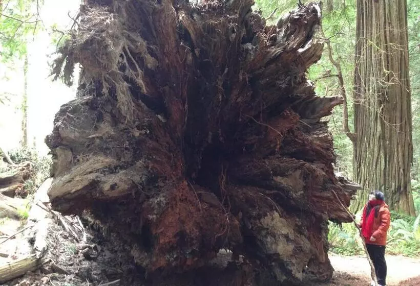 ホテル Redwood Inn