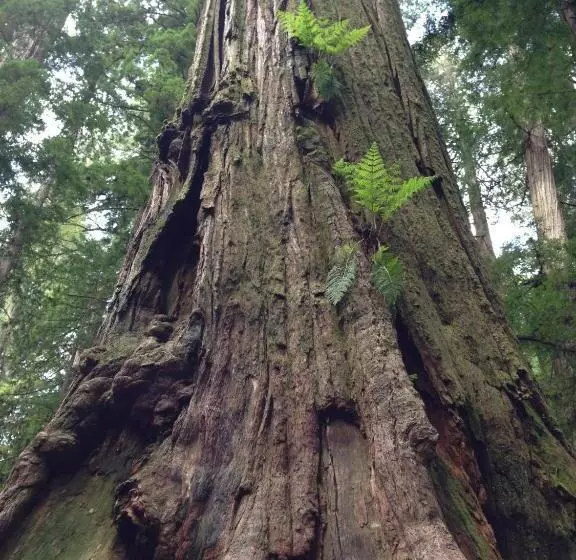 ホテル Redwood Inn