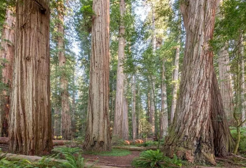 ホテル Redwood Inn