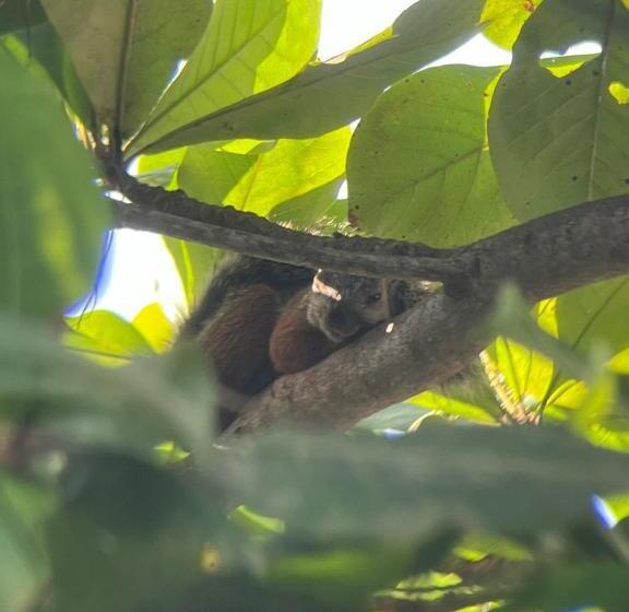 La Sirena Playa Jaco