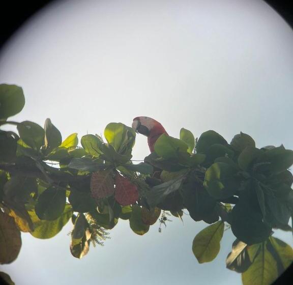 La Sirena Playa Jaco