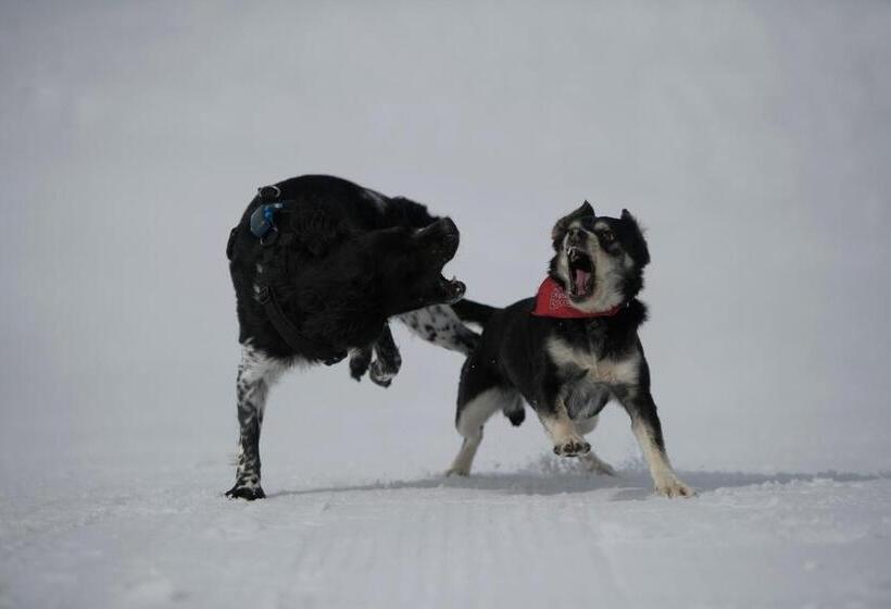 فندق Gjaid Alm 1739m Am Dachstein Only Accessible By Cable Car