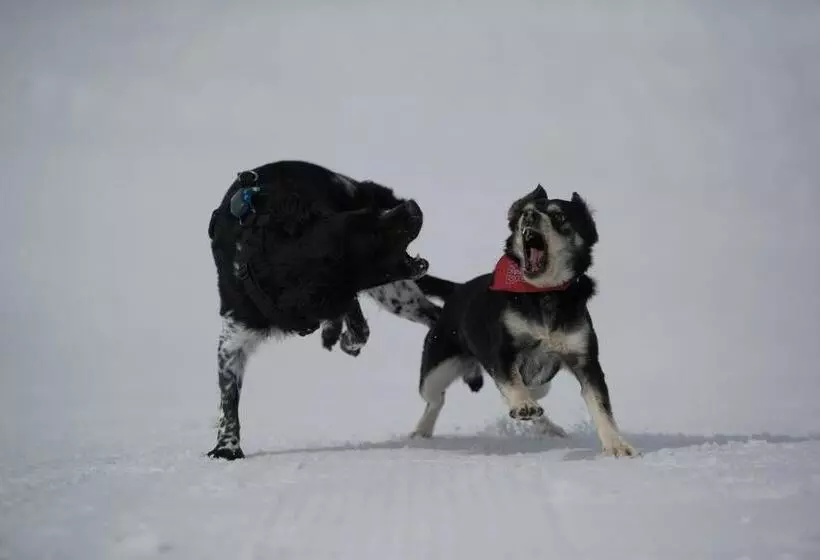 ホテル Gjaid Alm 1739m Am Dachstein Only Accessible By Cable Car