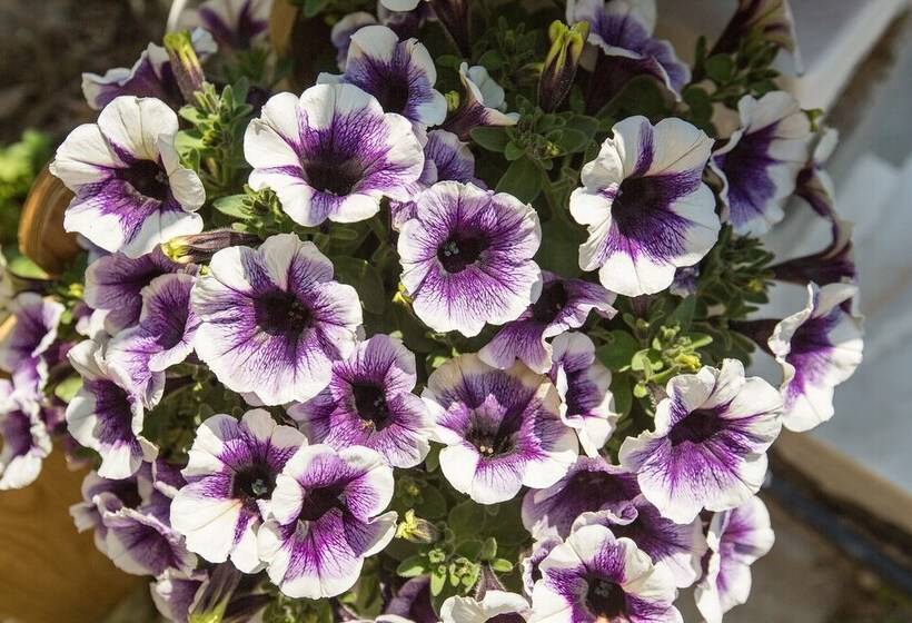 Splendid Views From A Cozy Cottage With A Garden Terrace