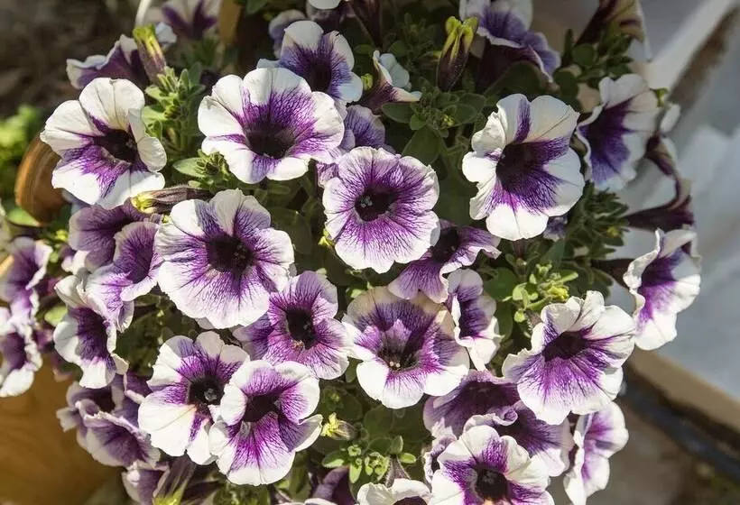 Splendid Views From A Cozy Cottage With A Garden Terrace