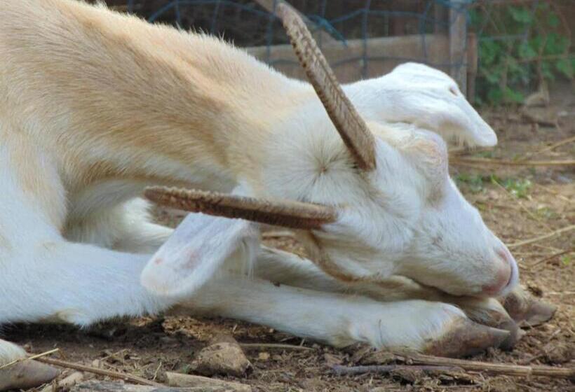 צימר Casale Rurale