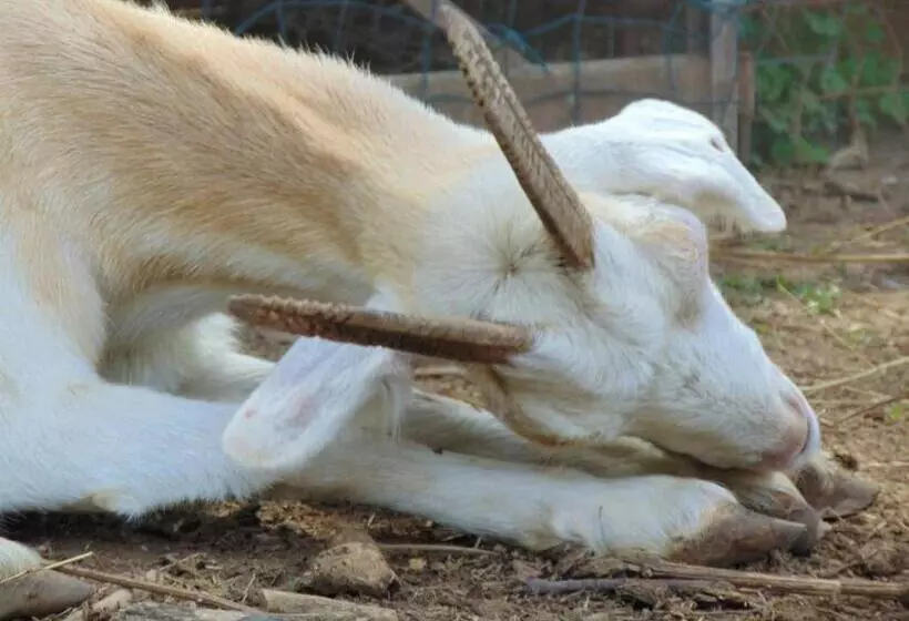 Aamiaismajoitus (B&B) Casale Rurale