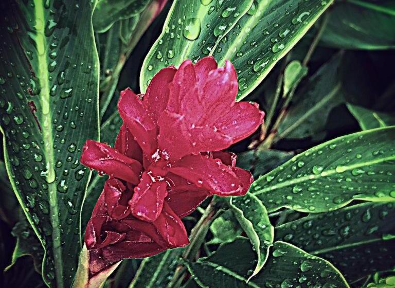 هتل Victoria Palms