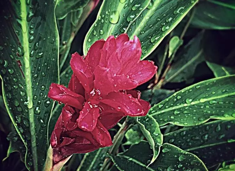 Hotelli Victoria Palms