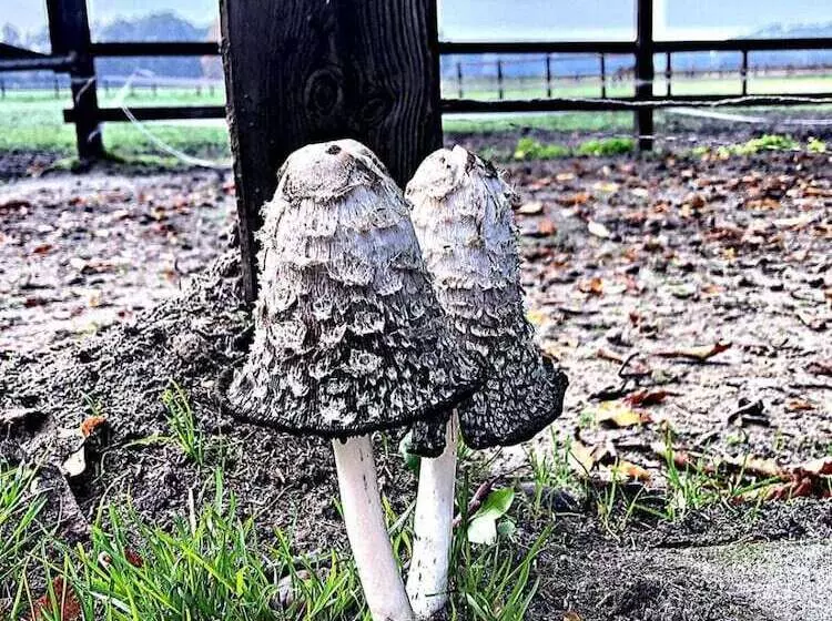 ペンション Erve Het Roolvink