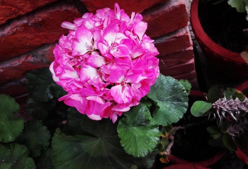 تختخواب و صبحانه Kayastha Restaurant & Lodge