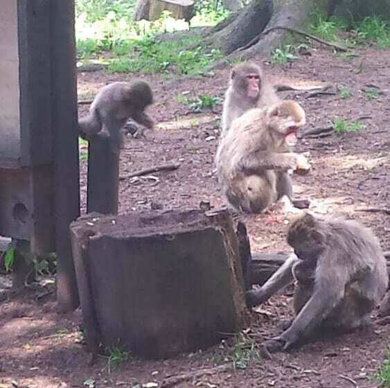 Kärnten Appartements