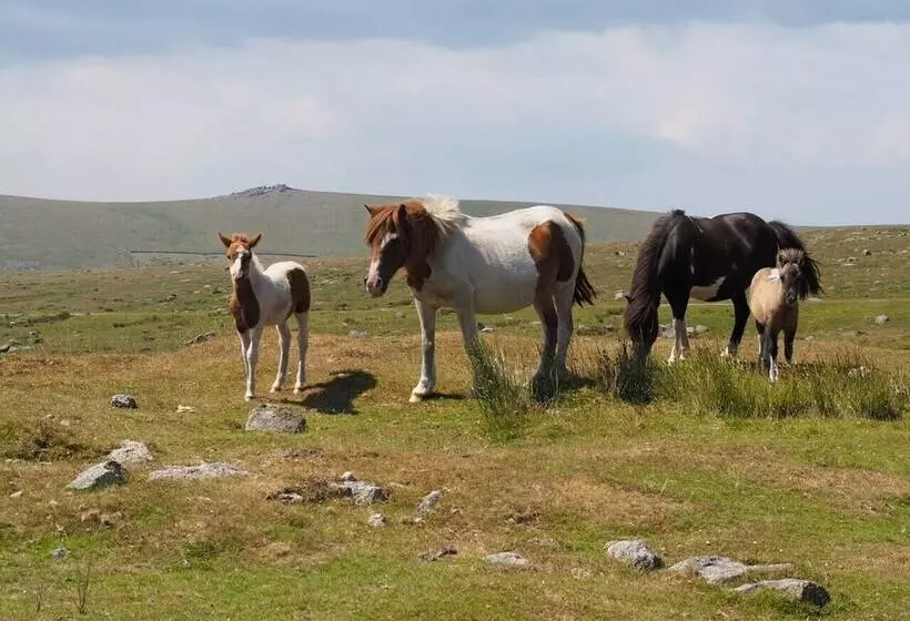 Dartmoor Barn On North Hessary Tor