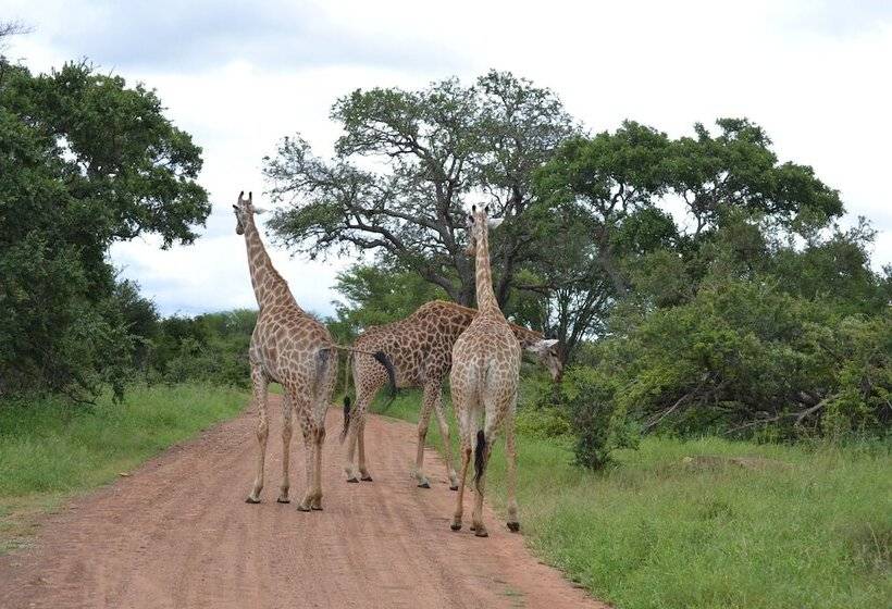 酒店 Mali Mali Safari Lodge