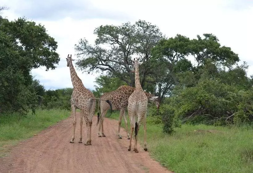 ホテル Mali Mali Safari Lodge