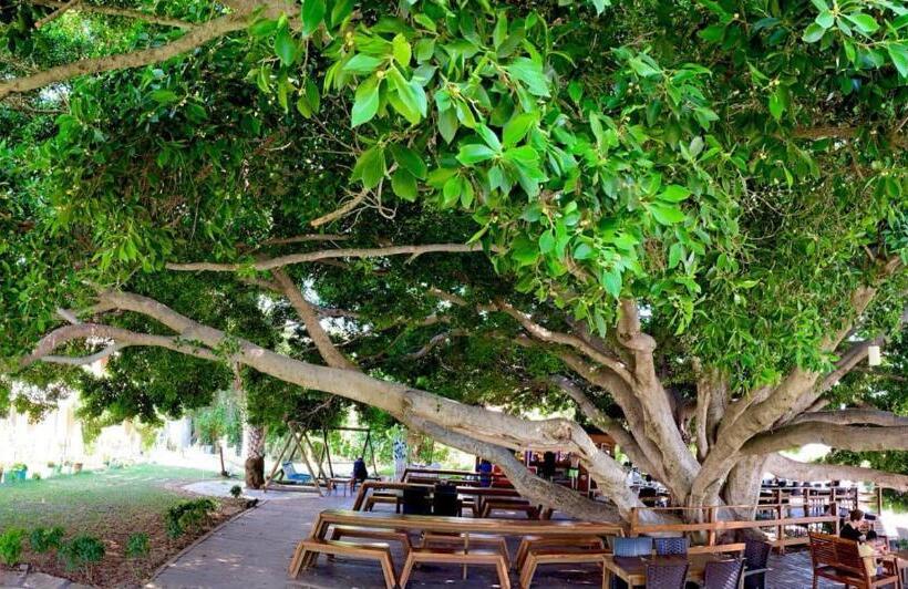 Отель Marvel Tree