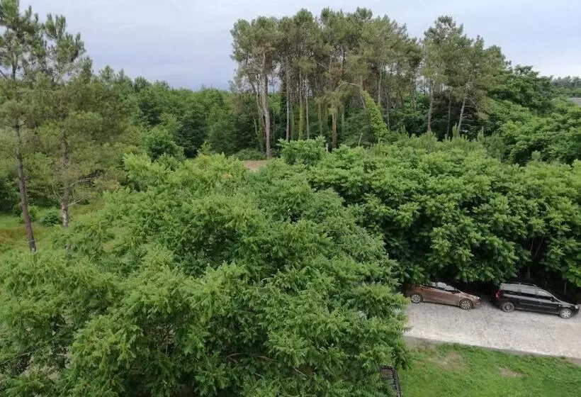 پانسیون Shekvetili+