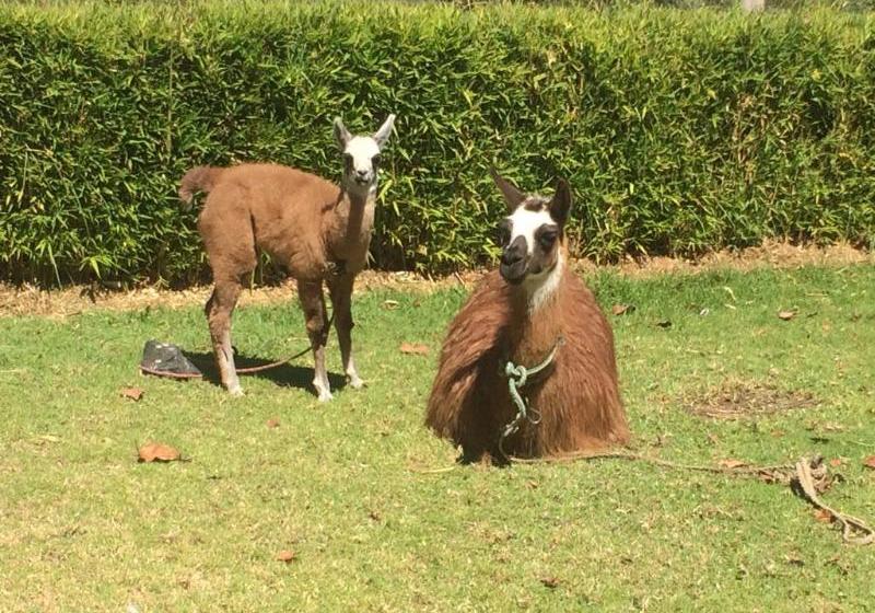 Hotel Posada Mirolindo