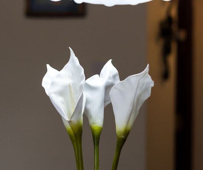 تختخواب و صبحانه Takdiri Home