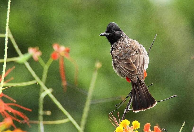 پانسیون Mahaweli Shades