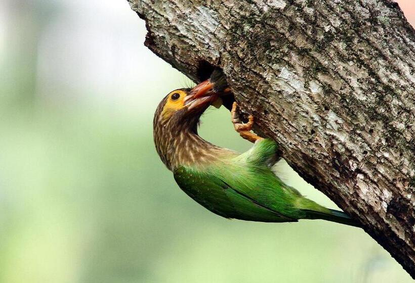 پانسیون Mahaweli Shades