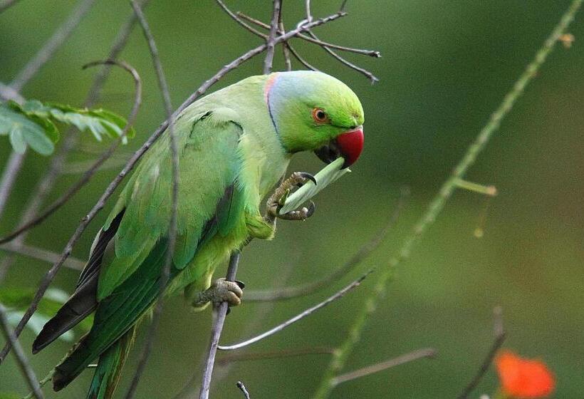 پانسیون Mahaweli Shades