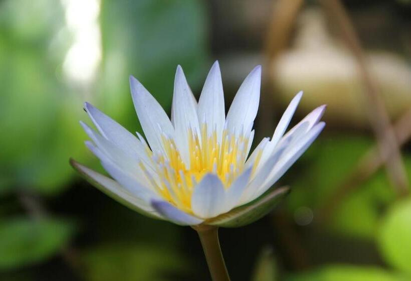 پانسیون Mahaweli Shades