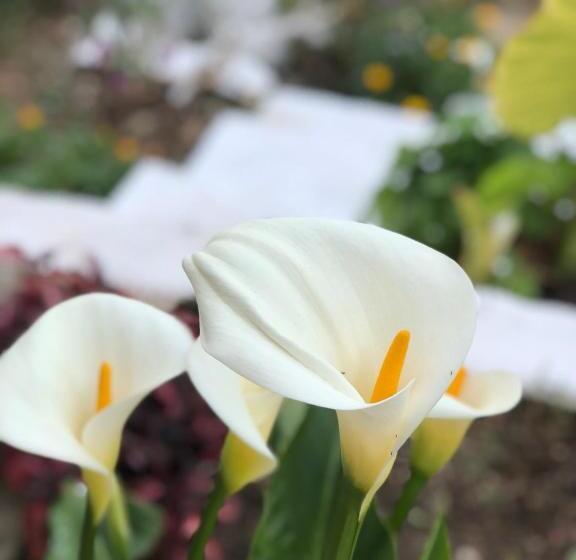 ペンション Tzavelitiko Home