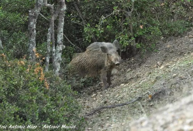 Отель Sierra De Andujar