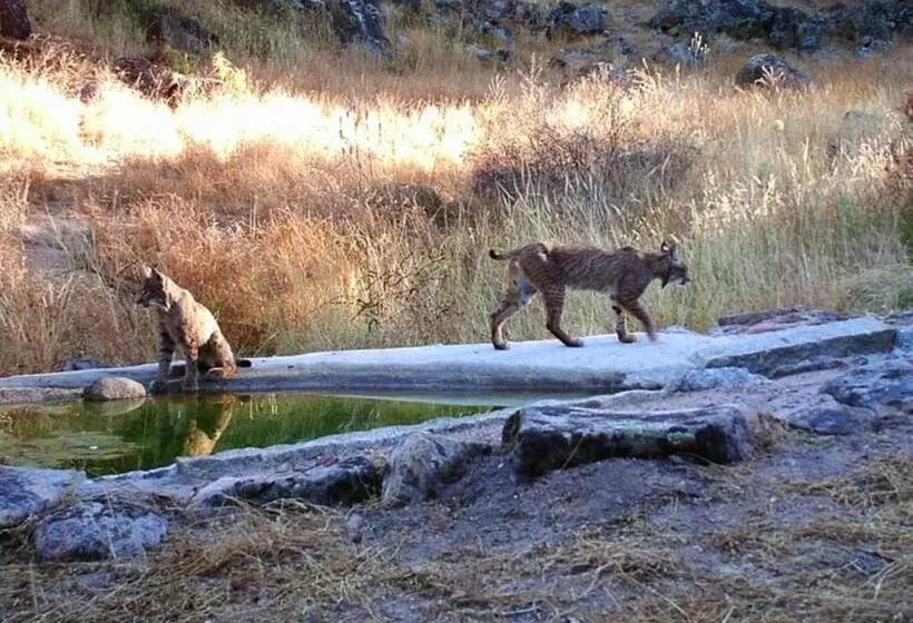 Отель Sierra De Andujar