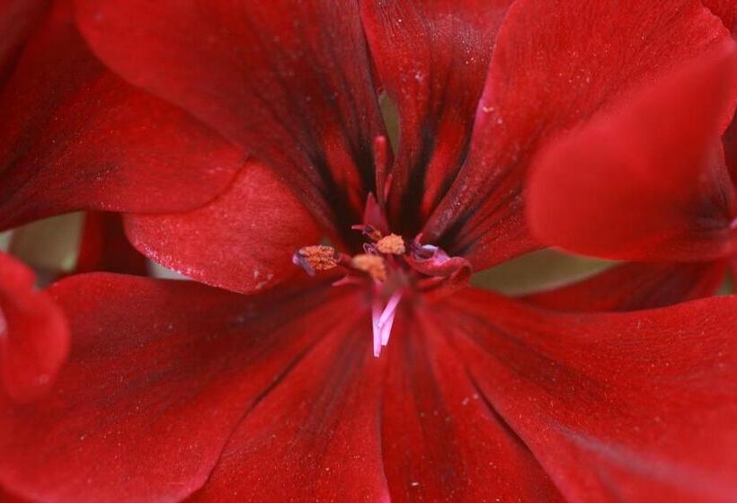 בית מלון כפרי Agriturismo Tenuta Margherita