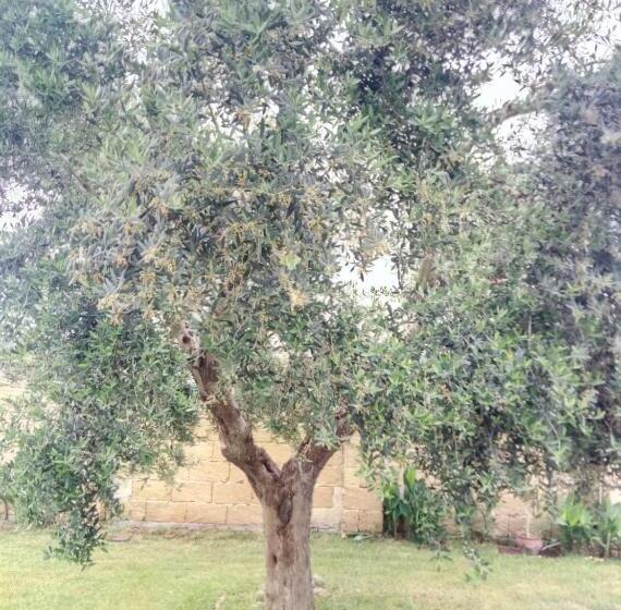 בית מלון כפרי Agriturismo Tenuta Margherita