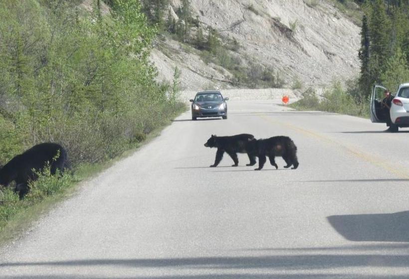 پانسیون Dave & Honey's Accommodation