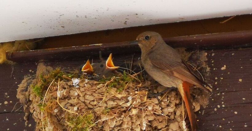 בית מלון כפרי & Gasthof Garküche