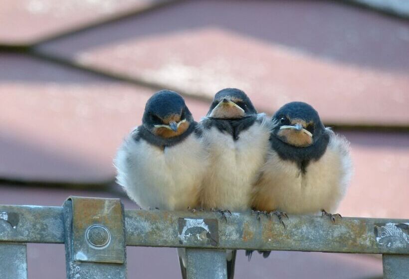 בית מלון כפרי & Gasthof Garküche