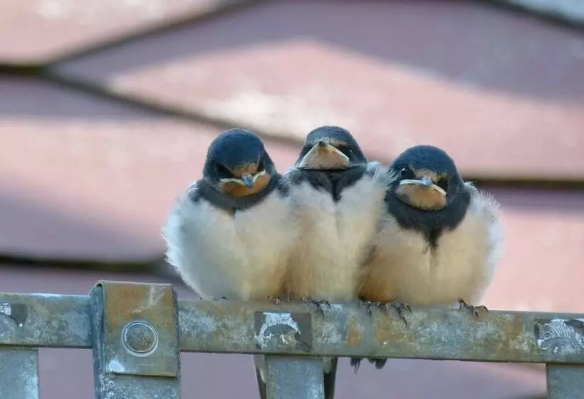 Hotelli & Gasthof Garküche