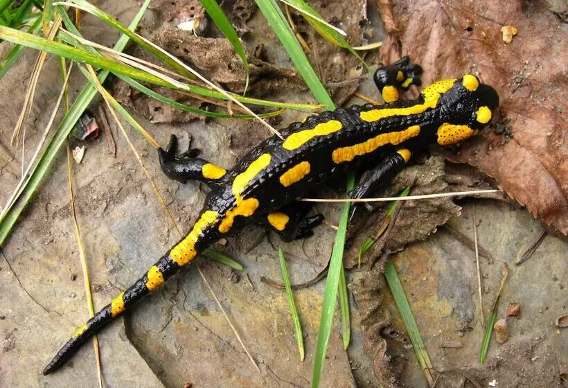 Hotelli & Gasthof Garküche