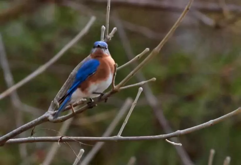 Aamiaismajoitus (B&B) Foster's Bethel Beach Inn
