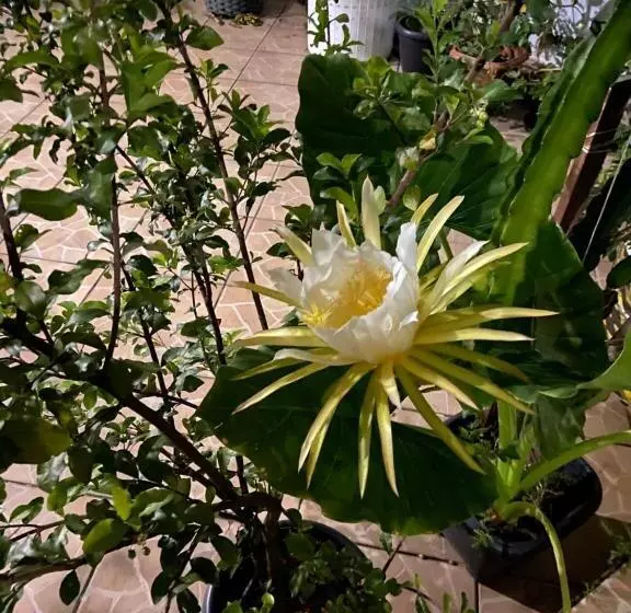 ホテル Pousada Fraga