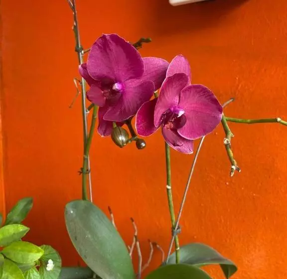 ホテル Pousada Fraga