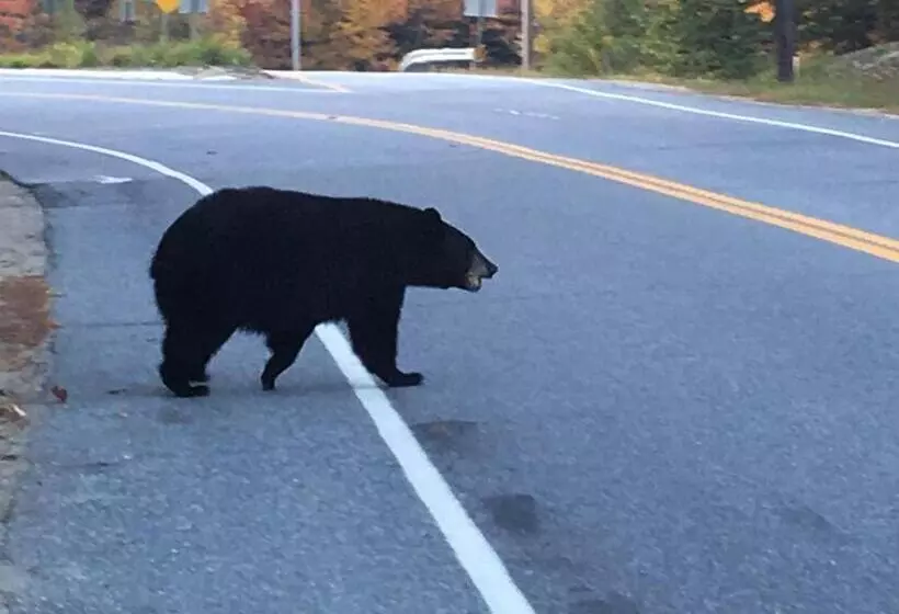Retkeilymaja Center Lovell Inn