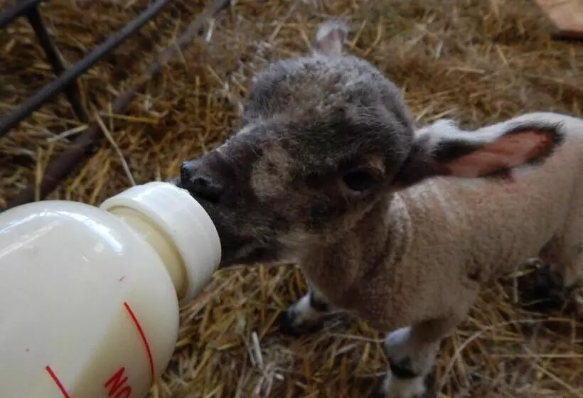 Aamiaismajoitus (B&B) Astwell Mill