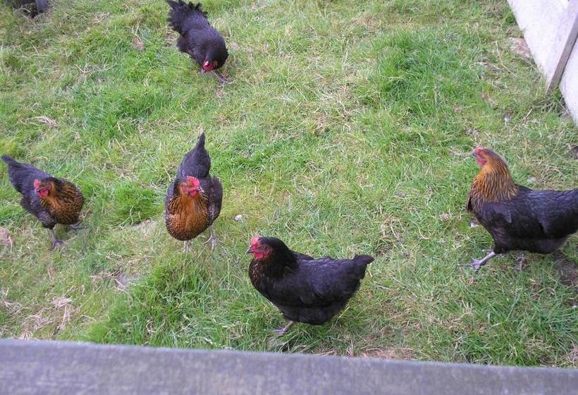 Aamiaismajoitus (B&B) East Brae Cottage