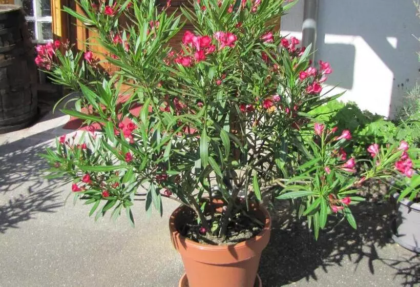 Bed and Breakfast Maison D Hôtes Douce Nuit