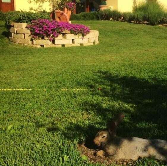 ホテル Agriturismo Le Rondinelle